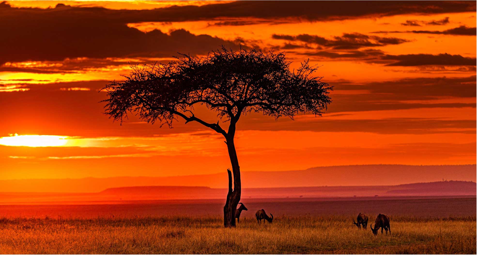 Golden Safari Escape